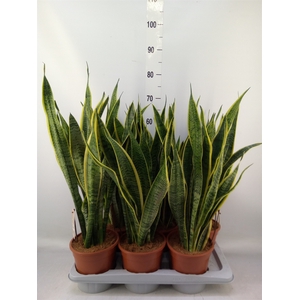 Sansevieria trifa. 'Laurentii'