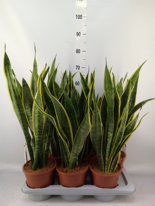 <h4>Sansevieria trifa. 'Laurentii'</h4>