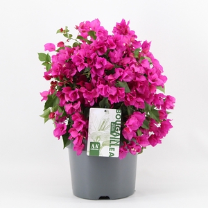 Bougainvillea 'Sanderiana' struik paars