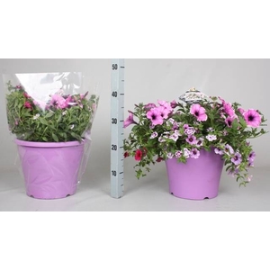 PERKPL GEM IN POT