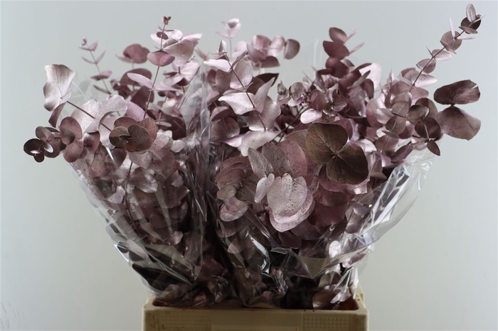 <h4>Euca Cinerea Metal Pink P Bunch</h4>