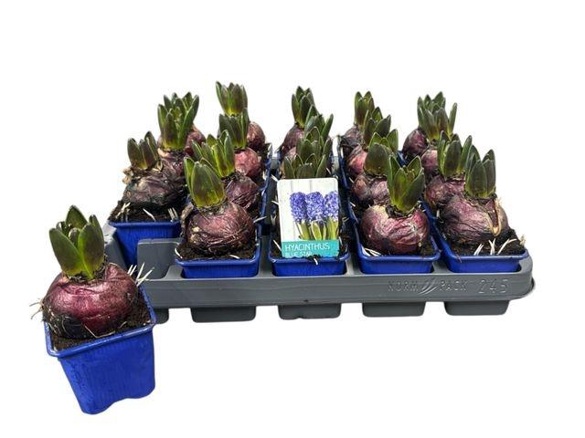 <h4>HYACIN BLUE STAR P7</h4>