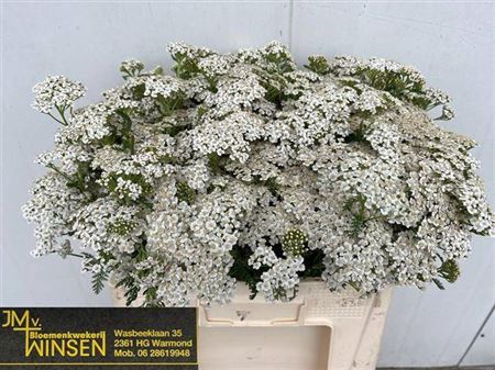 <h4>Achil M White Beauty</h4>
