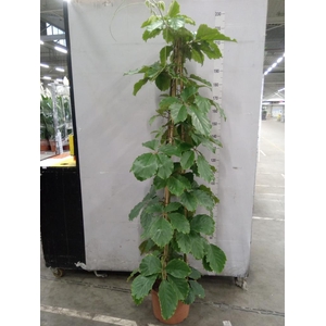 Tetrastigma voinierianum