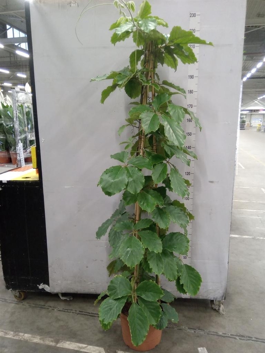 <h4>Tetrastigma voinierianum</h4>