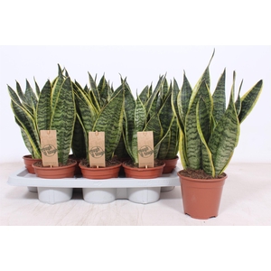 Sansevieria trifa. 'Futura Superba'