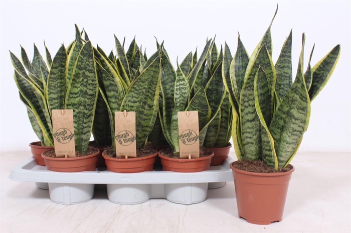 <h4>Sansevieria trifa. 'Futura Superba'</h4>