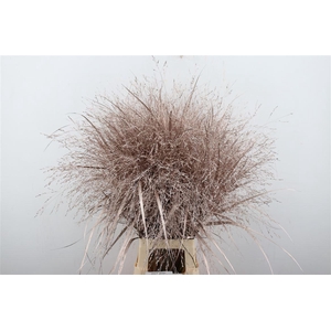 Siergras Panic Kbh Champagne P Stem