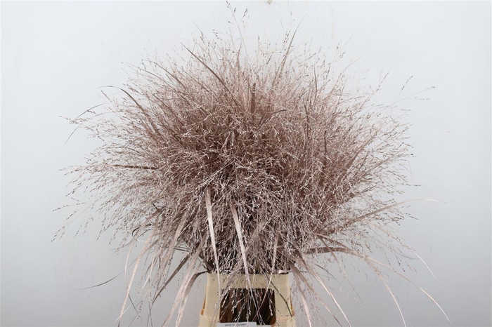 <h4>Siergras Panic Kbh Champagne P Stem</h4>