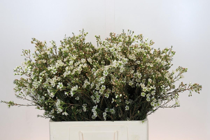 <h4>Chamelaucium Sirius</h4>