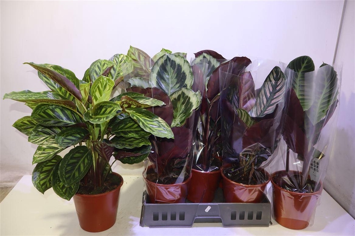 <h4>arr8 Calat Gem</h4>