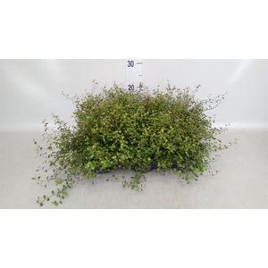 Muehlenbeckia com. 'Mao'ri'