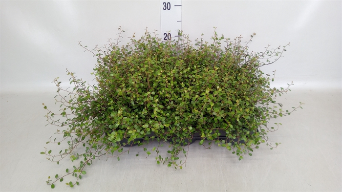 <h4>Muehlenbeckia com. 'Mao'ri'</h4>