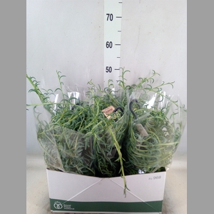 Senecio   ...