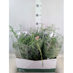 Senecio   ...