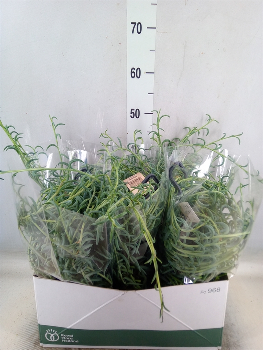 <h4>Senecio   ...</h4>