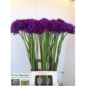 ALLIUM PURPLE SENS