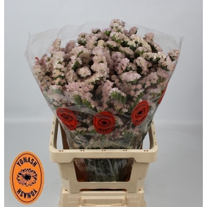 LIM S APRI SUN BIRDS