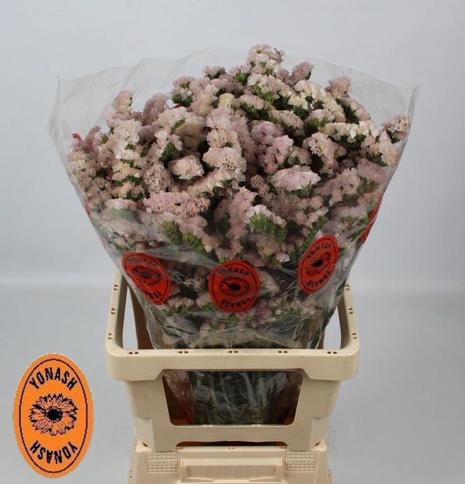 <h4>LIM S APRI SUN BIRDS</h4>