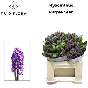 HYAC PURPLE STAR 566