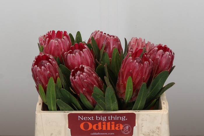 <h4>Protea Lancelot</h4>