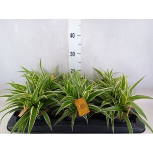 Chlorophytum com. 'Ocean'