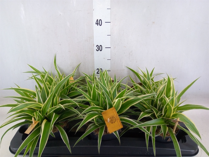 <h4>Chlorophytum com. 'Ocean'</h4>