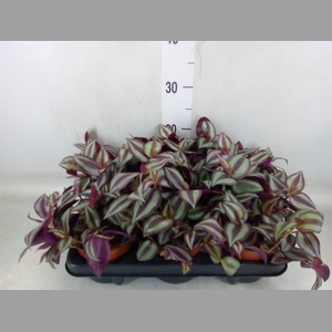 Tradescantia zebr. 'Violet Hill'