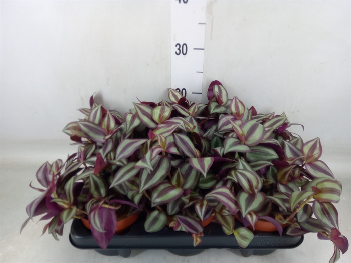 <h4>Tradescantia zebr. 'Violet Hill'</h4>