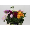 Dahlia Gemengd in fust