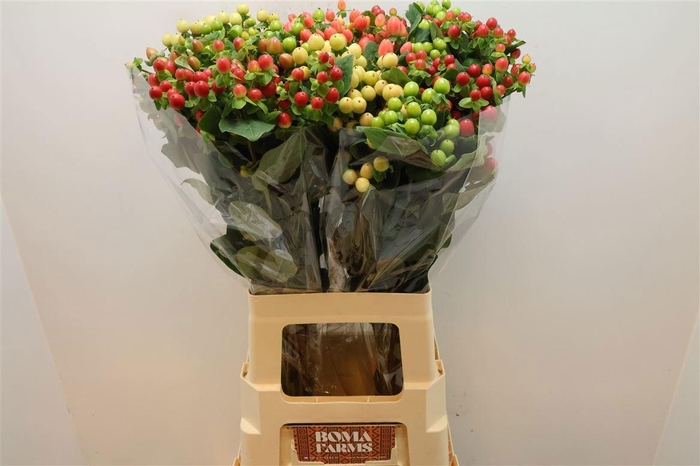 <h4>HYP MAG GEM</h4>