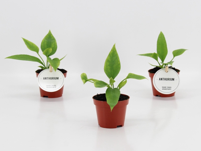 <h4>Anthurium Vittarifolium</h4>