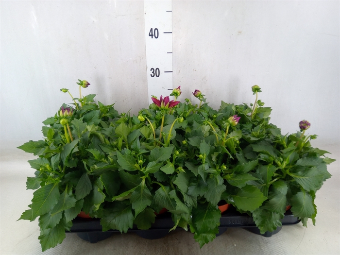 <h4>Dahlia  'Royal'   mix</h4>