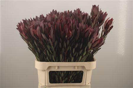 <h4>Leucad Saf Sunset</h4>