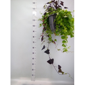 Lophospermum  'Lofos Wine Red'
