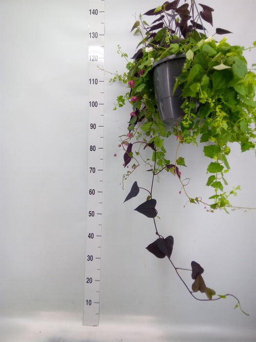 <h4>Lophospermum  'Lofos Wine Red'</h4>