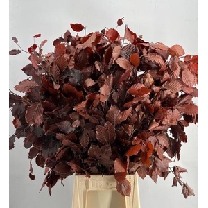 FAGGIO PRESERVED BORDEAUX BEUK PB H%