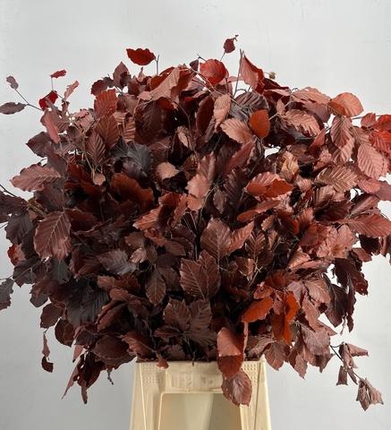 <h4>FAGGIO PRESERVED BORDEAUX BEUK PB H%</h4>