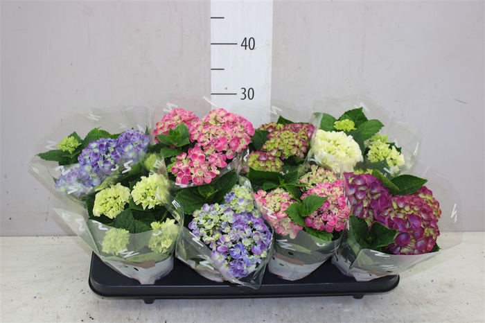 <h4>Hydrangea Gemengd 3+</h4>