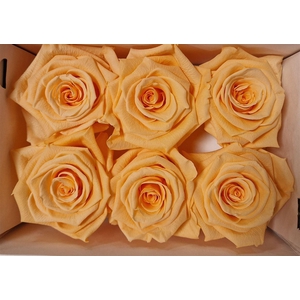 Ro Pres Classic Peach