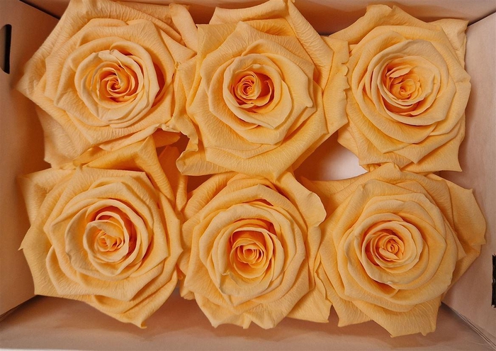 <h4>Ro Pres Classic Peach</h4>