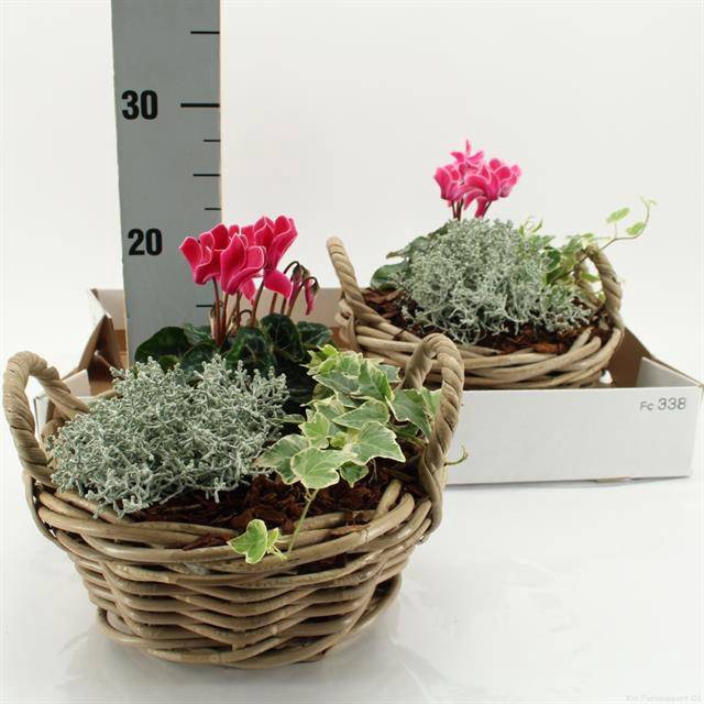 <h4>ARR TUINPLANTEN</h4>