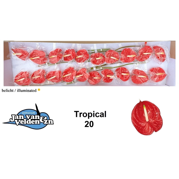 <h4>Tropical 20</h4>