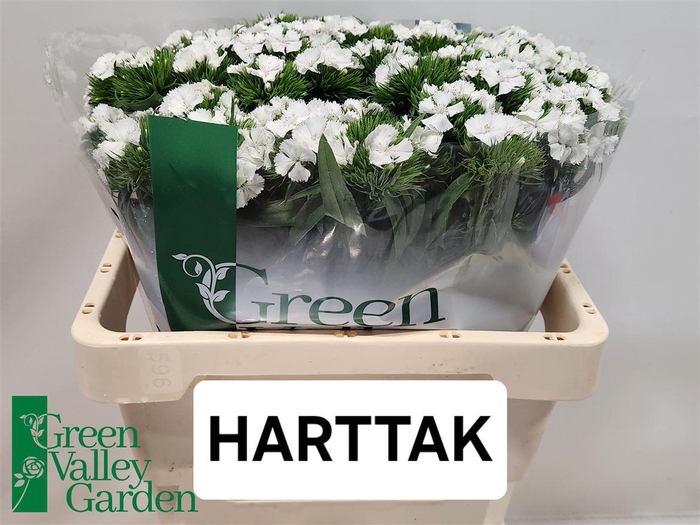 <h4>Di Barb Sweet Will White</h4>