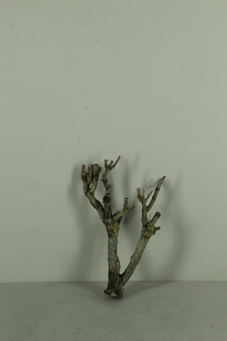 <h4>Seringenhout</h4>