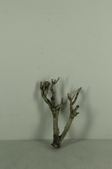 <h4>Seringenhout</h4>