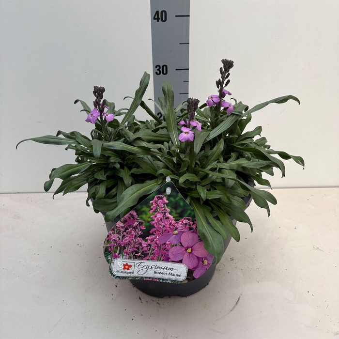 <h4>Erysimum linifolium 'Bowles Mauve'</h4>