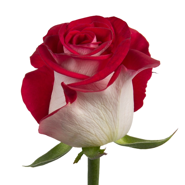 ROSA BLUEZ 060 CM BICOLOR ESTUFA