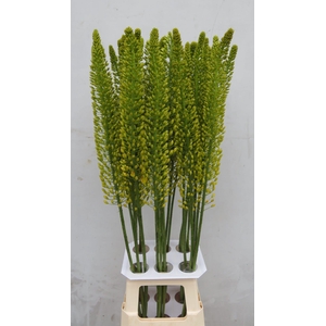 EREMURUS LUCIA-RO