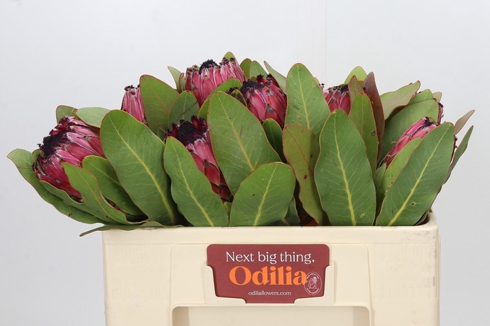 Protea Barbigera Early Mountain Queen